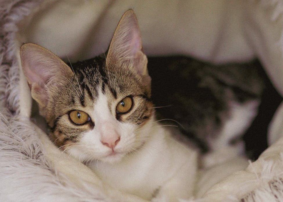 Un gato accede por primera vez a una residencia pública para personas sin hogar en Barcelona