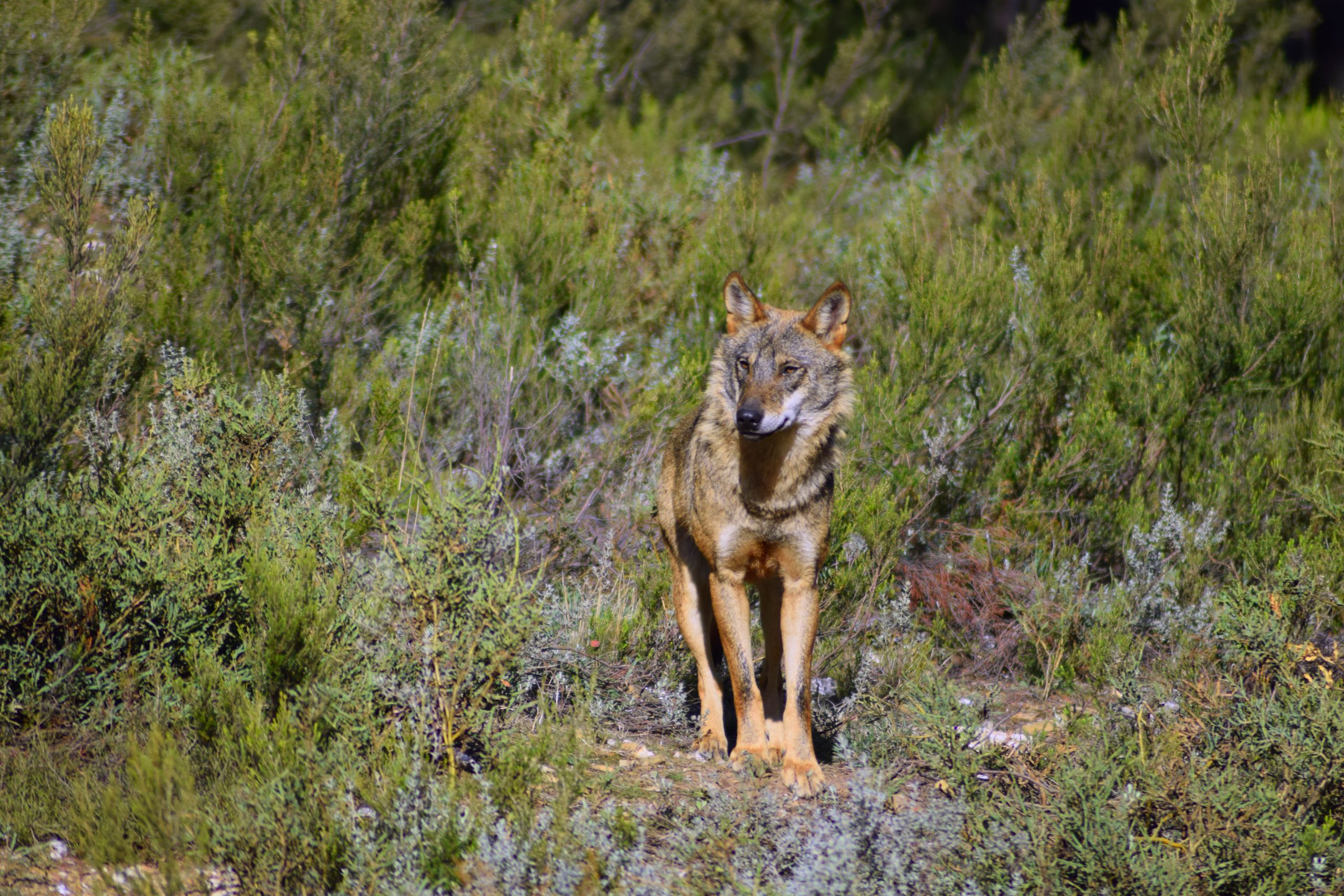 Participa en la consulta pública para decidir el futuro del lobo ibérico hasta el 27 de mayo