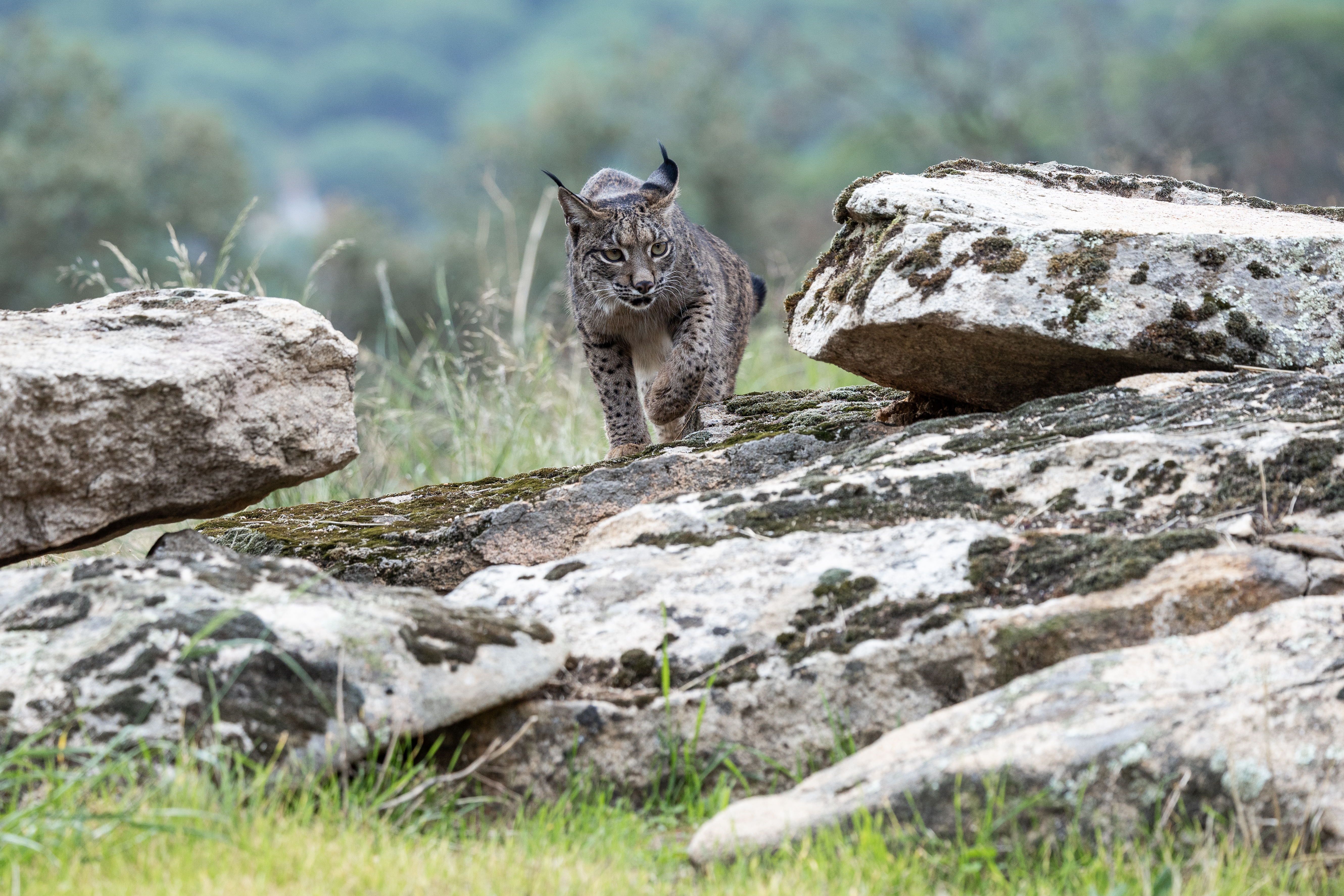 Lince ibérico en libertad