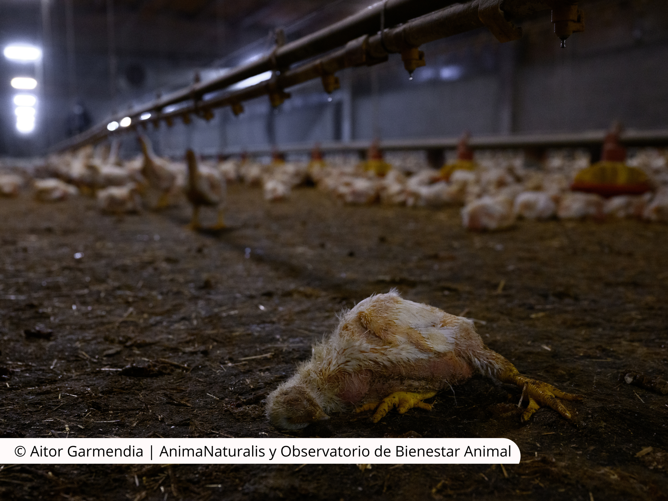 No es un caso aislado: una investigación revela la realidad oculta del 80% de la carne de pollo producida en España