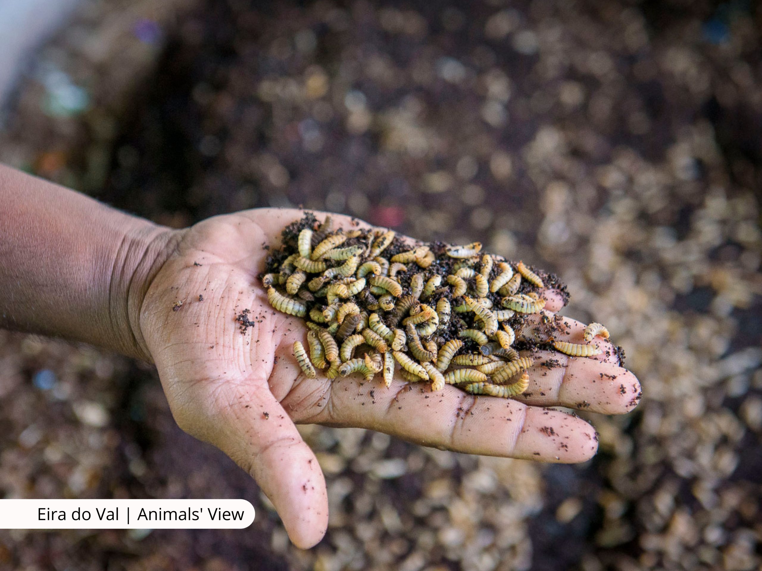 La nueva ganadería intensiva: crece la cría industrial de insectos mientras emerge el debate ético