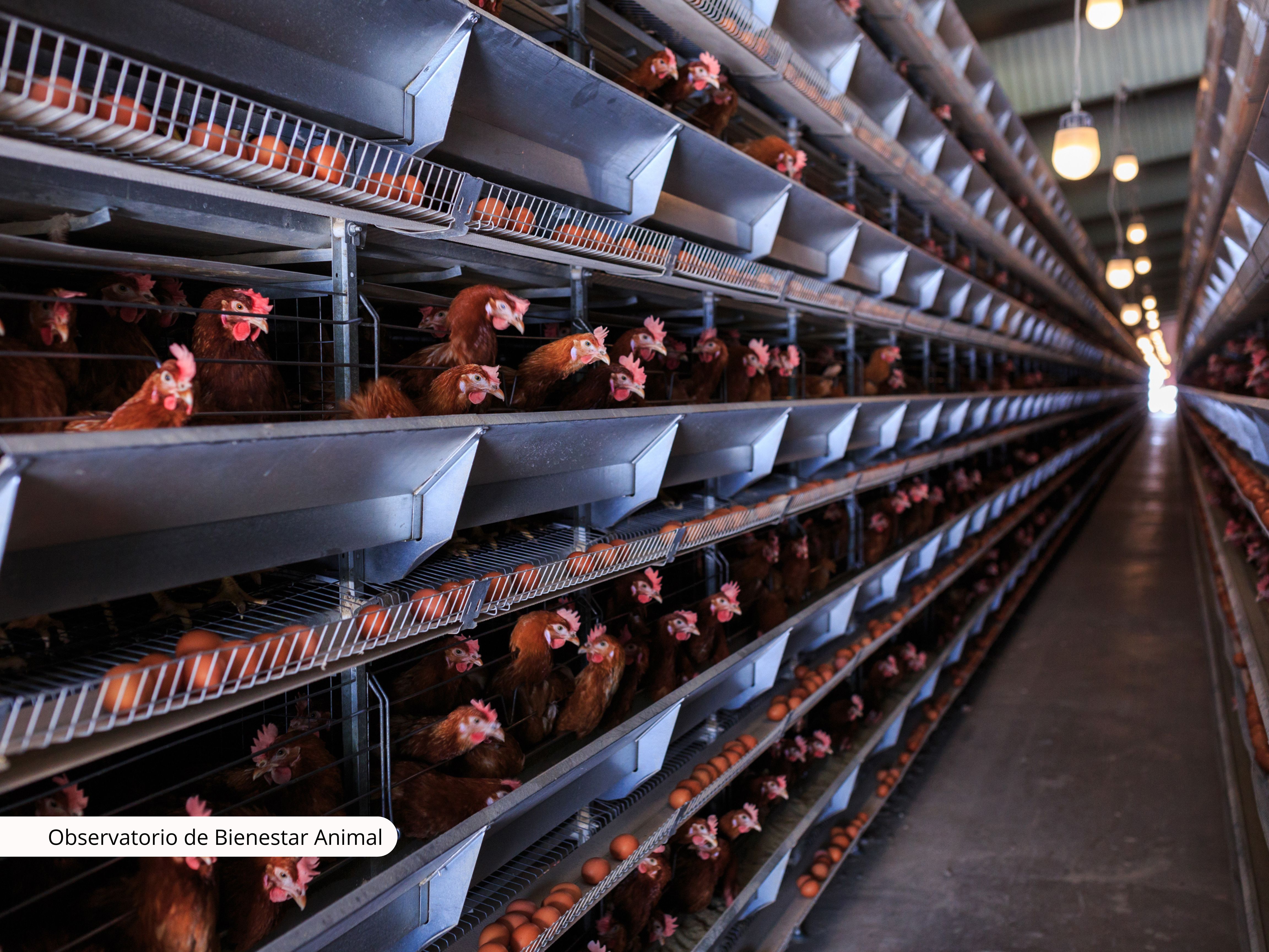 Imagen representativa de la industria de cría de gallinas en jaulas (huevo código 3)