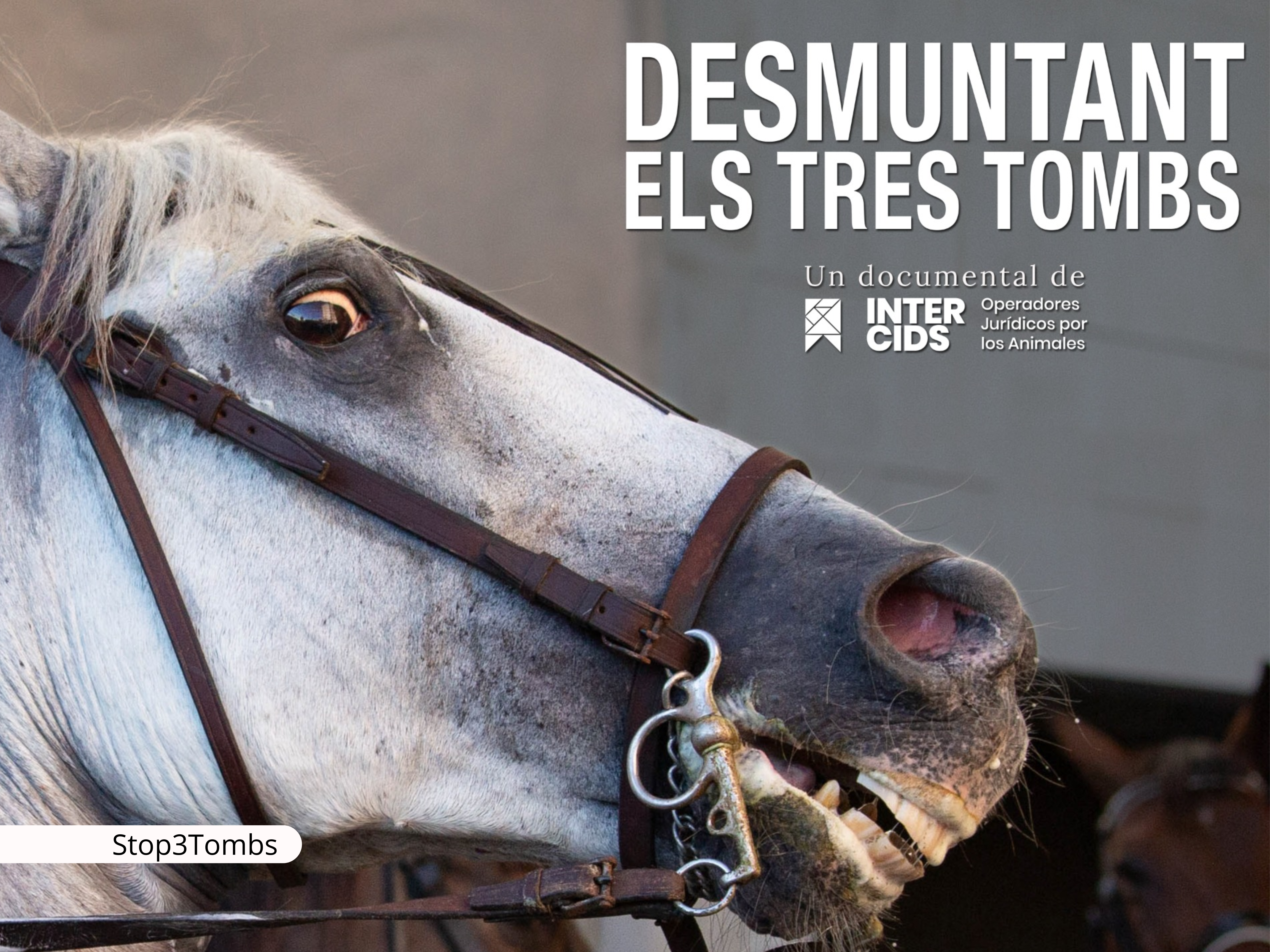 La otra cara de los Tres Tombs: un documental pone el foco en el impacto de la fiesta en los caballos y burros