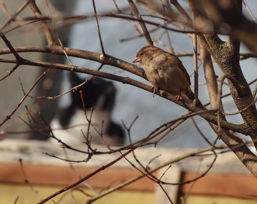 Gatos y aves… ¿Incompatibles?