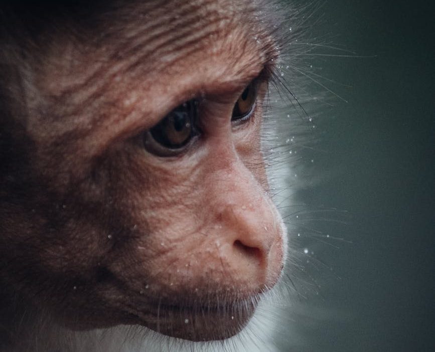 Nuevas imágenes exponen la realidad de las pruebas de toxicidad en animales