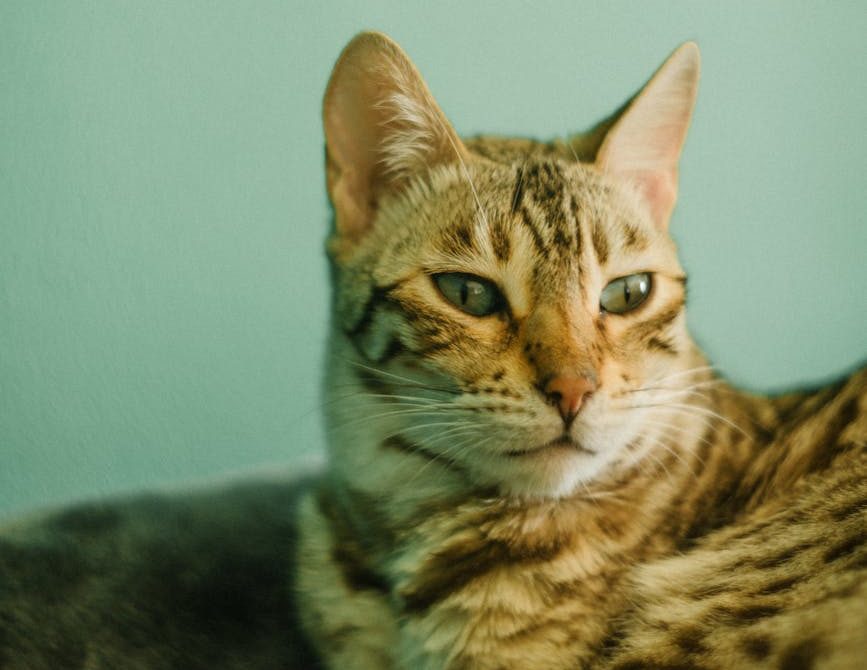 Deportado el hombre que mató a la gata Nala para dañar a su expareja en Torrevieja