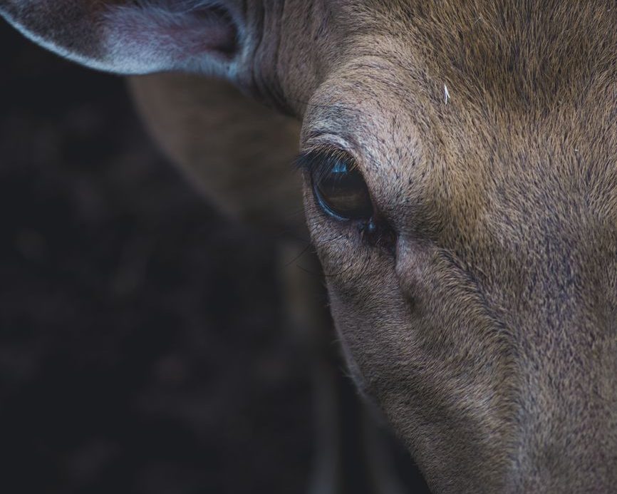 Irregularidades graves en un matadero de ciervos: fallos de aturdimiento y animales colgados vivos