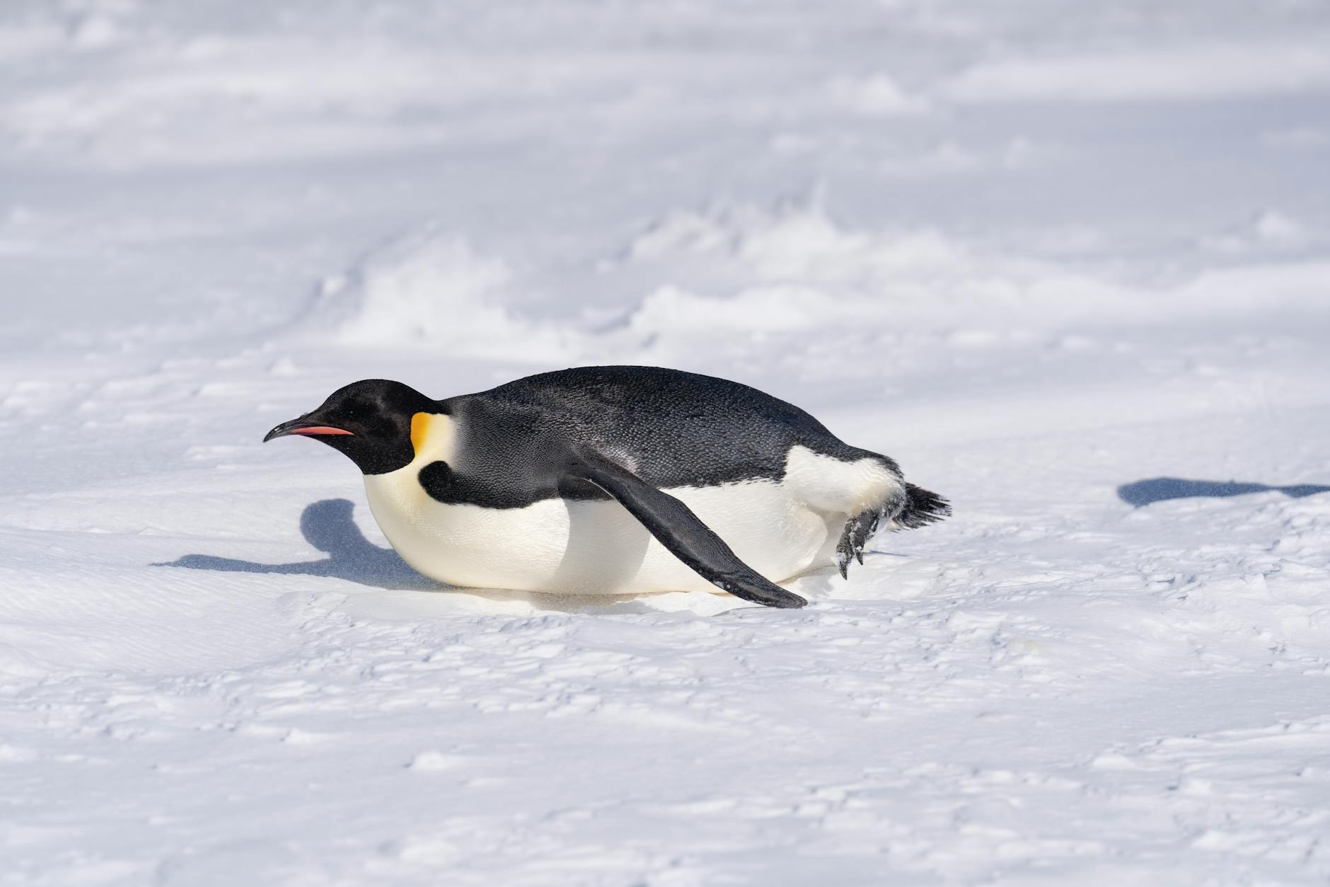 Pingüino emperador se resbala sobre la nieve
