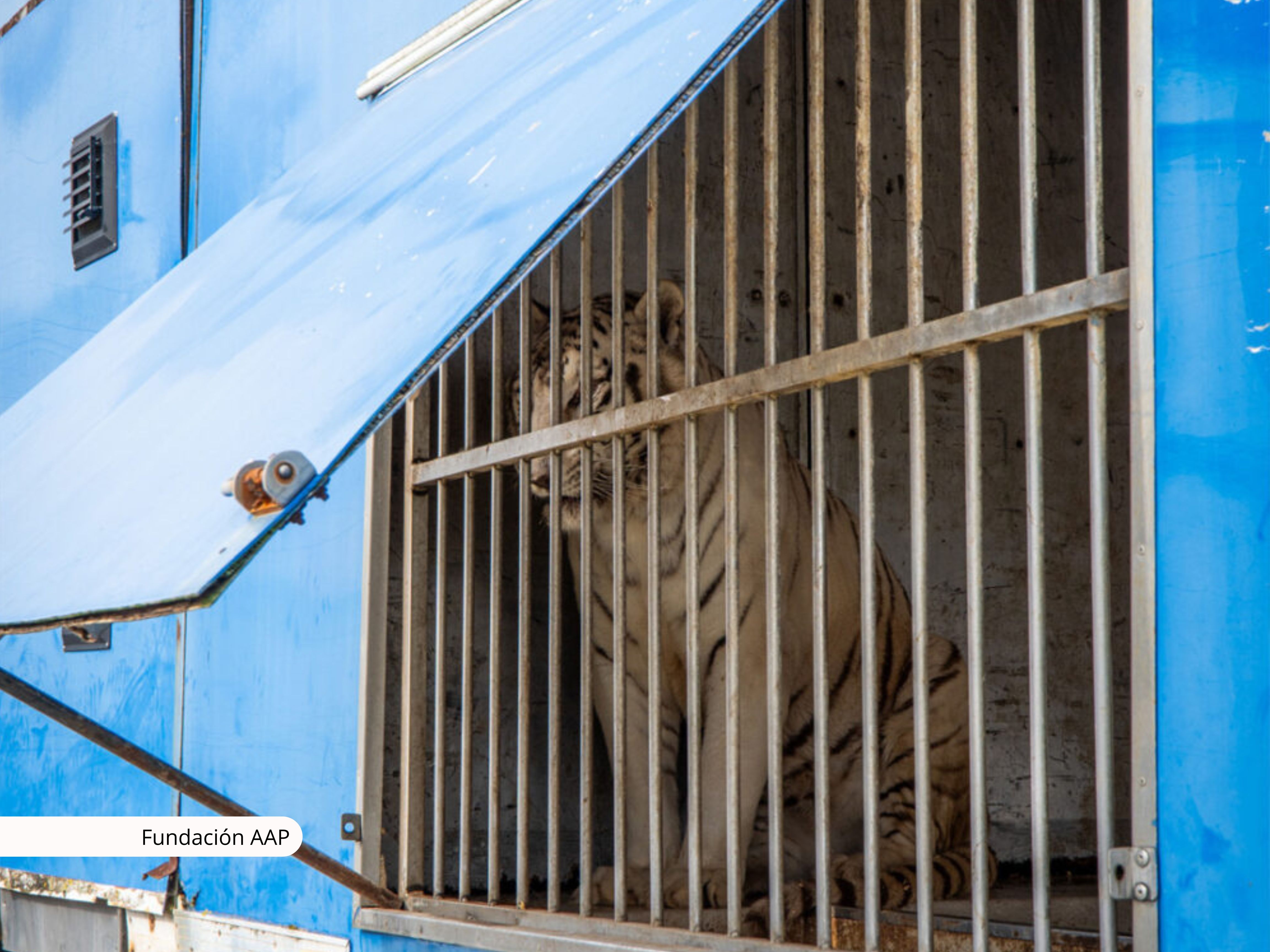 Sona, el último tigre en un circo de Portugal