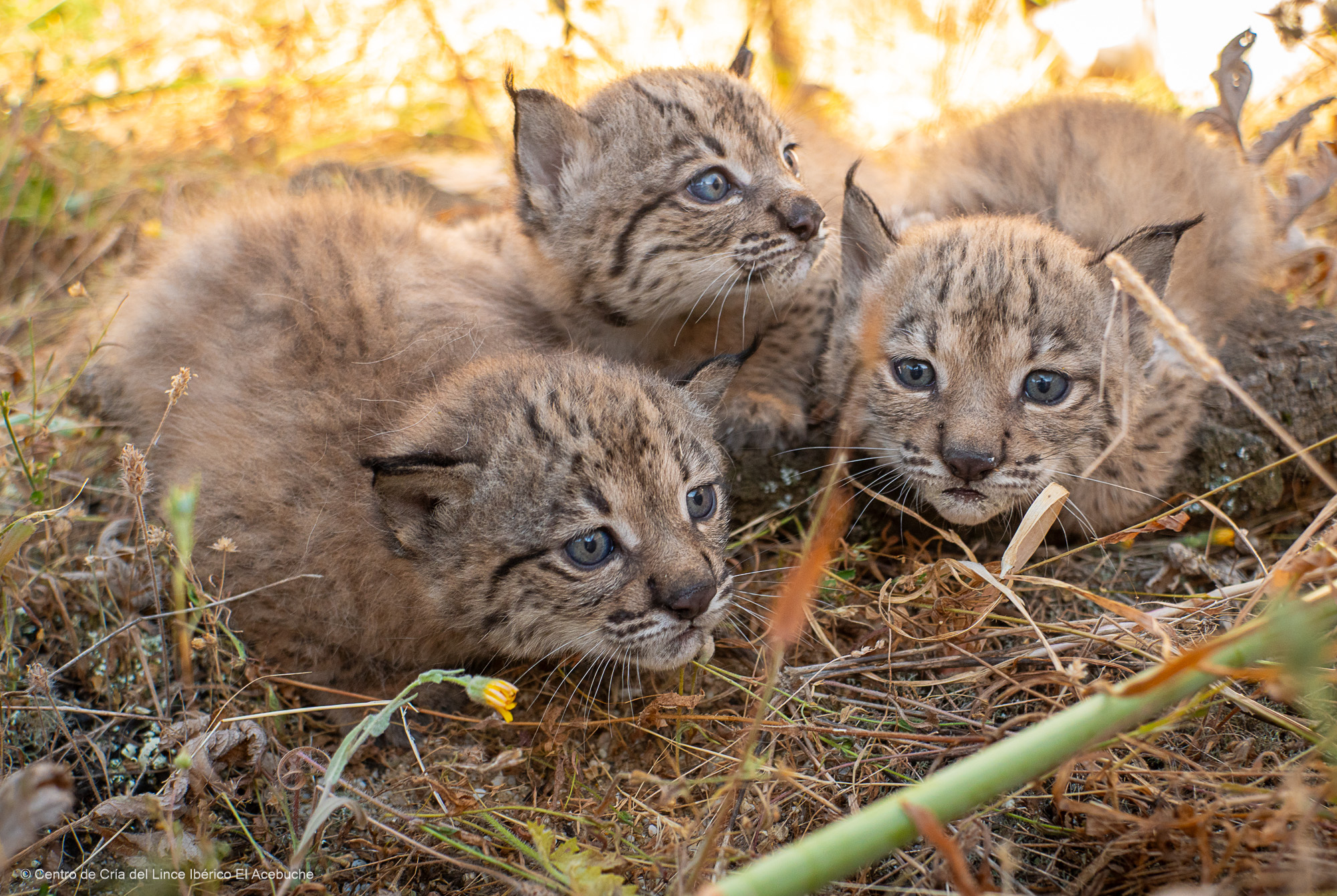 El Parque Nacional de Cabañeros registra una camada de linces por primera vez en su historia