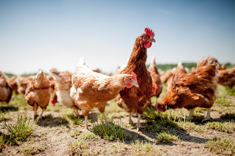 Veganuary invita a mirar a los pollos con más compasión este junio