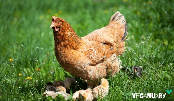 Una gallina con sus pollitos en libertad