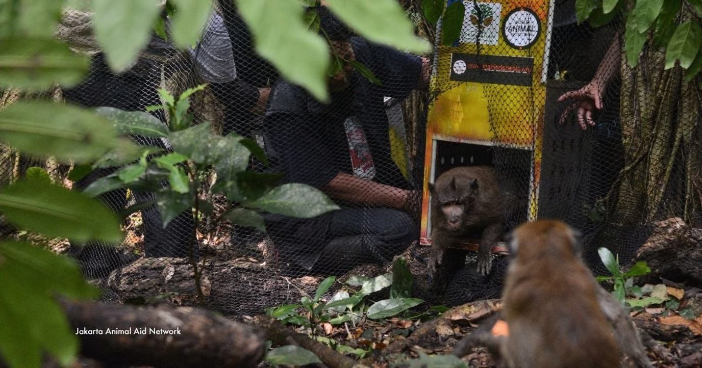 Macacos liberados de la explotación en Indonesia dan sus primeros pasos en la naturaleza