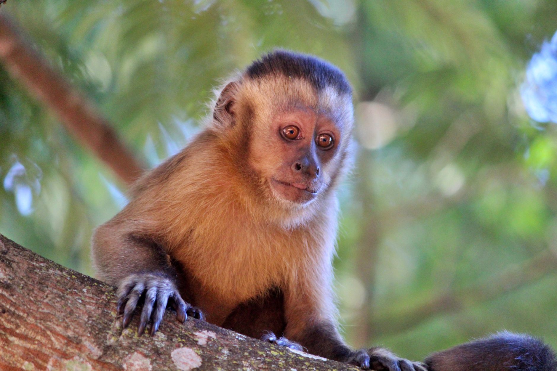 Macaco sobre la rama de un árbol