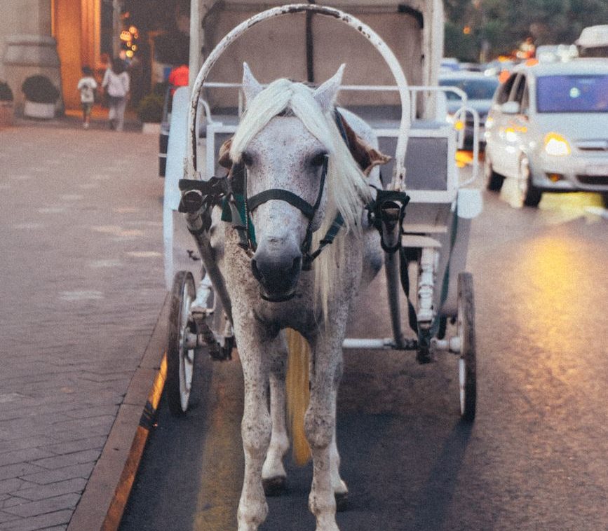 Filadelfia prohíbe los carruajes tirados por caballos