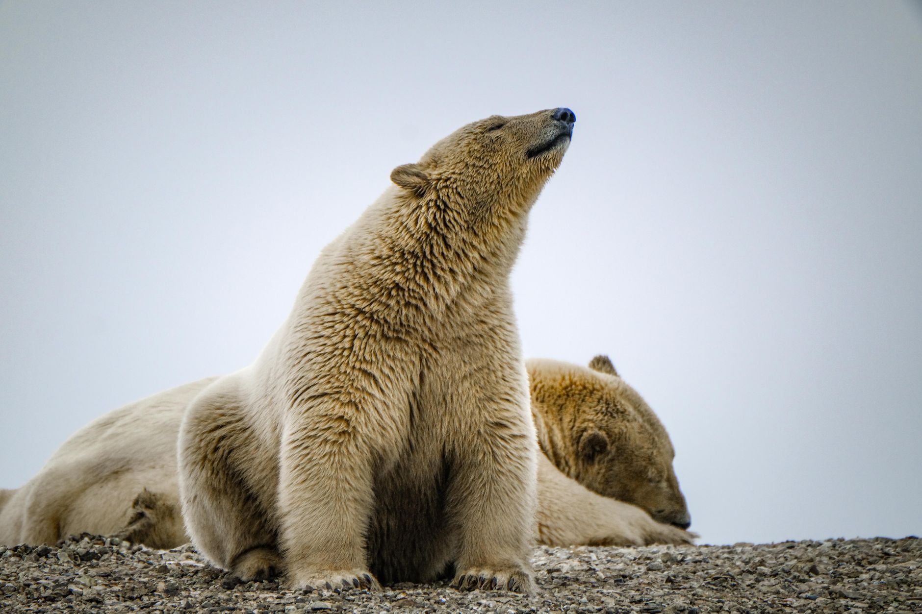 Noruega confirma el primer caso de gripe aviar en un oso polar en Europa
