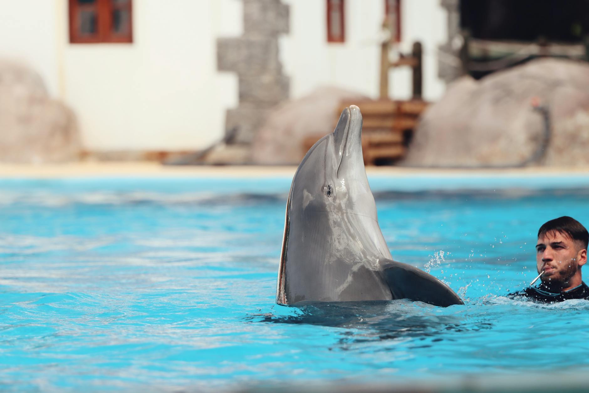 Delfín en cautividad en una piscina