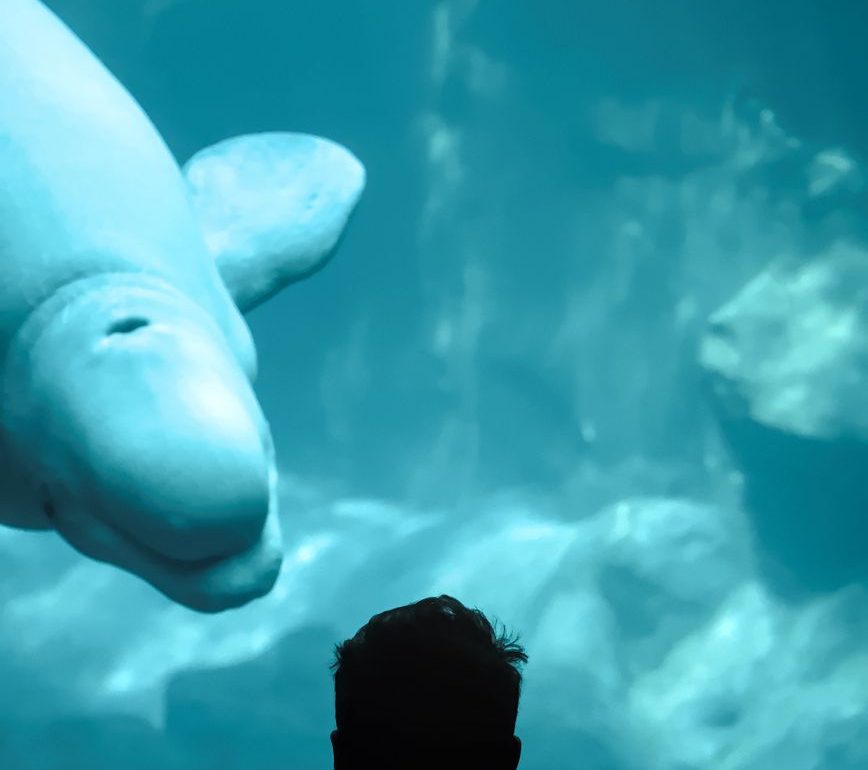 Canadá plantea enviar a algunas de las 30 belugas de Marineland al Oceanogràfic de Valencia