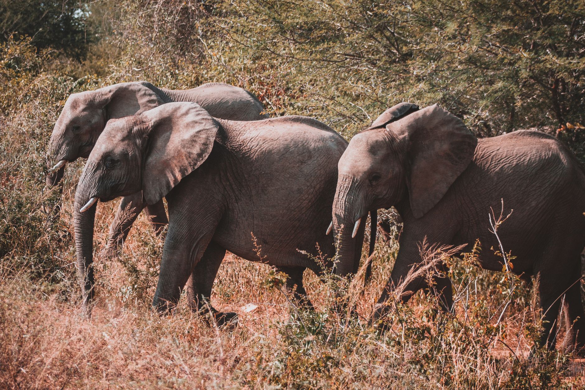 Un grupo de elefantes en Sudáfrica