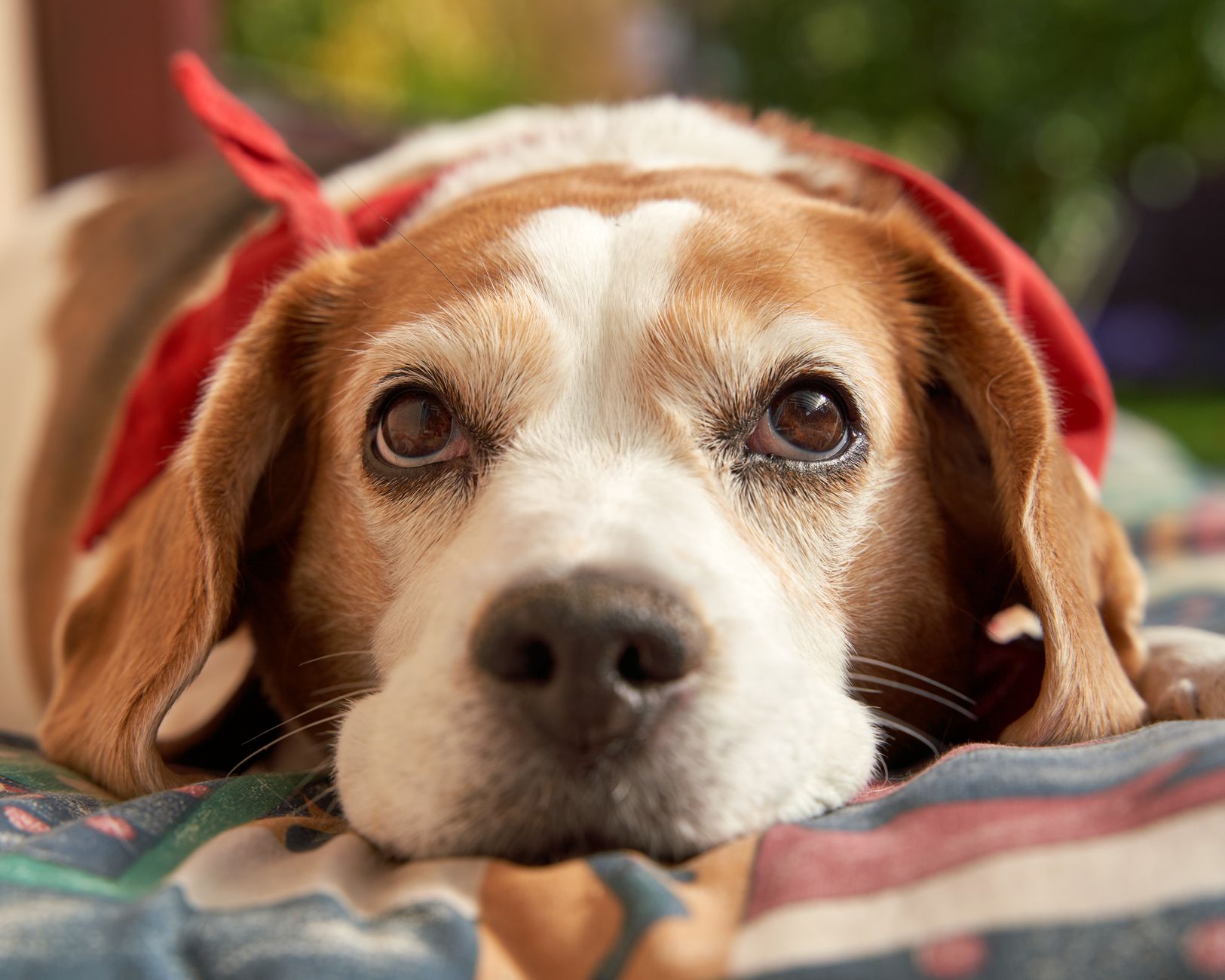 Perro de raza beagle tumbado sobre una manta