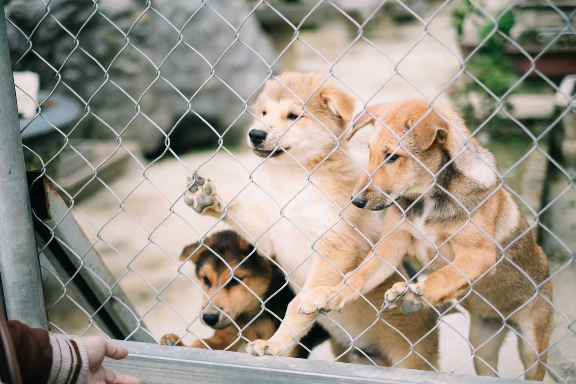 Valencia cede la gestión de los refugios de animales a empresas de control de plagas