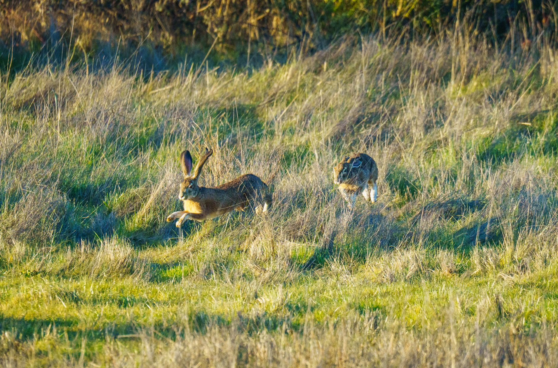 Dos liebres corren en el campo