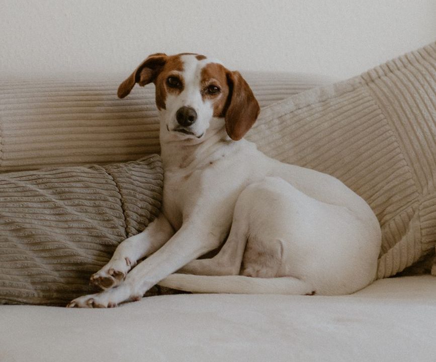 Un cachorro en el sofá