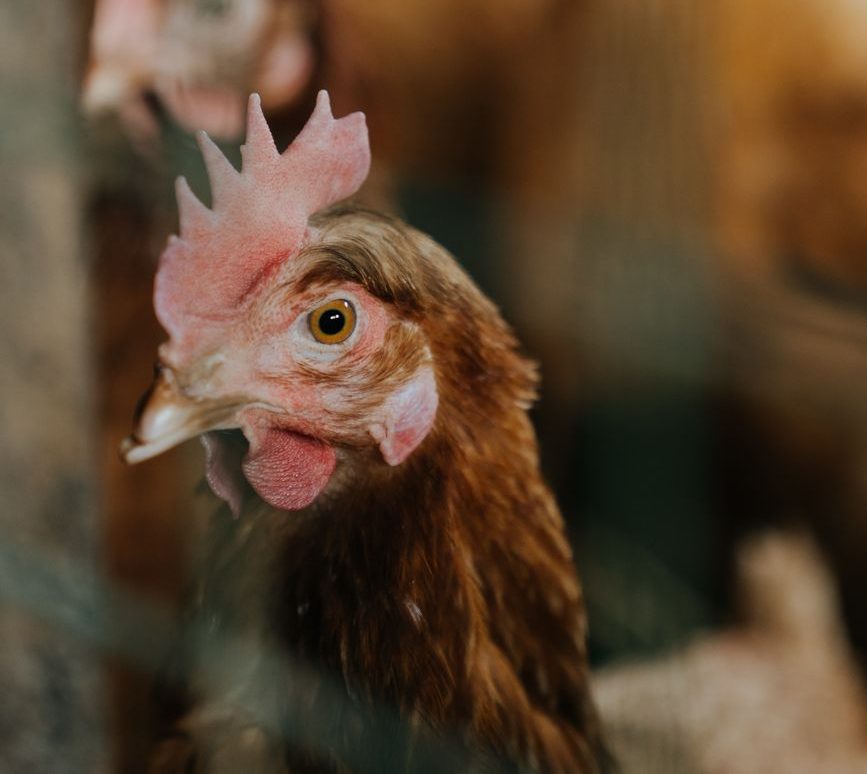 Gallina ponedora en una granja