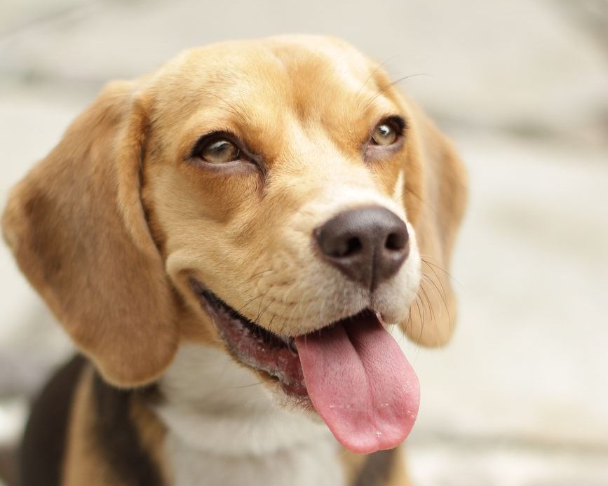 Ontario prohíbe los ensayos médicos invasivos en perros y gatos