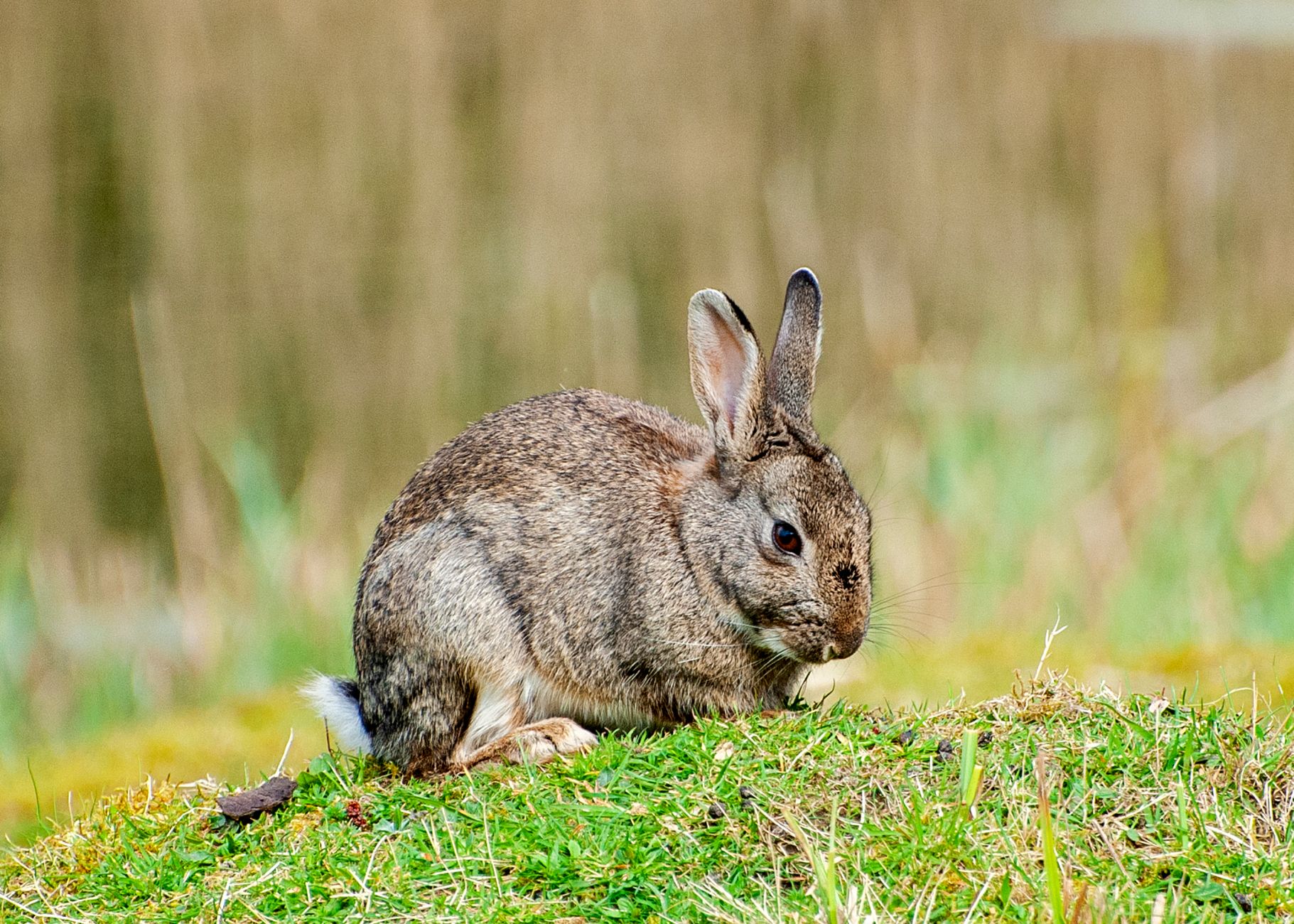 Al menos 471 especies están amenazadas en  España