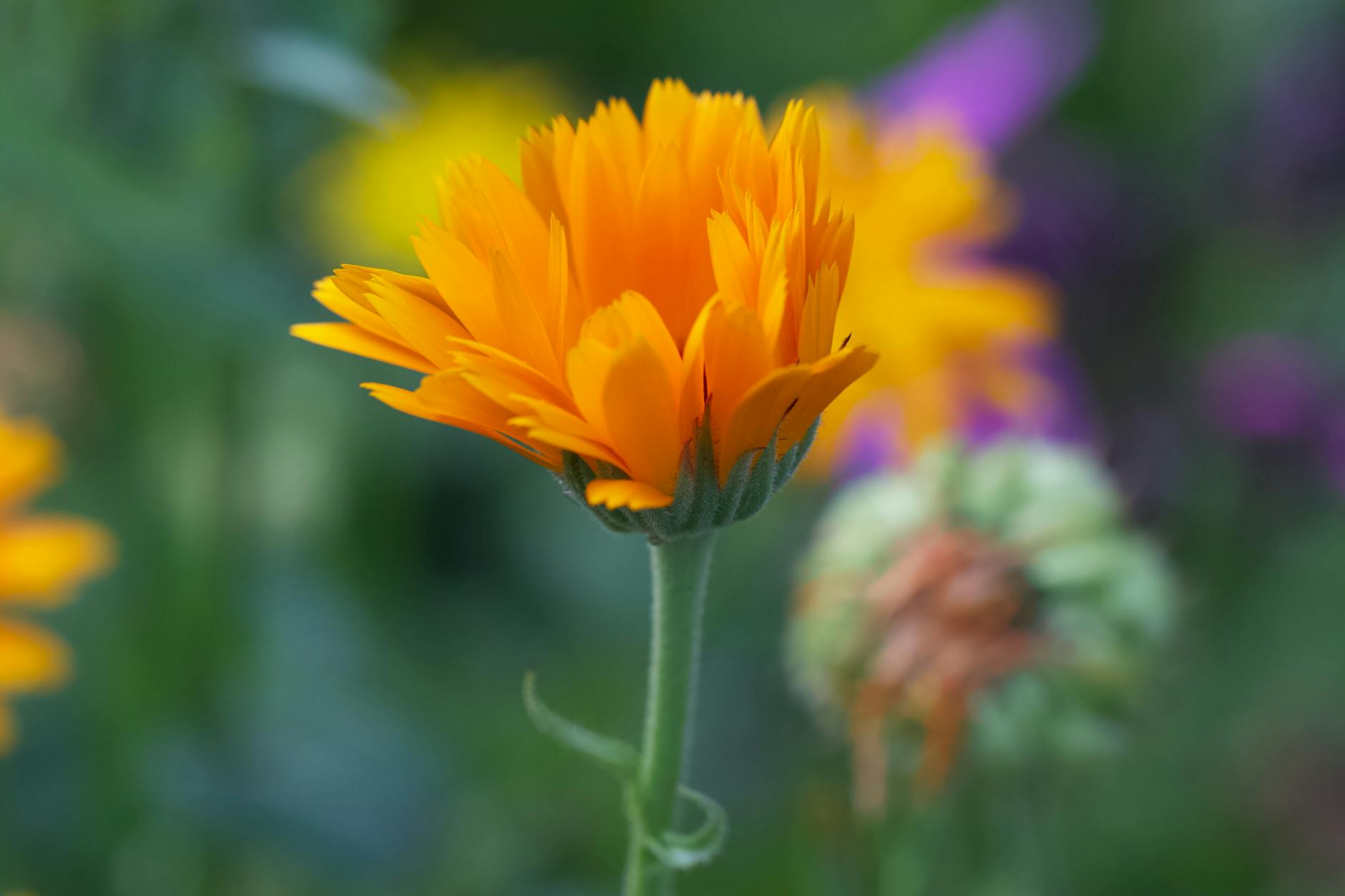 Flores de caléndula, una fuente infrautilizada de proteína vegetal