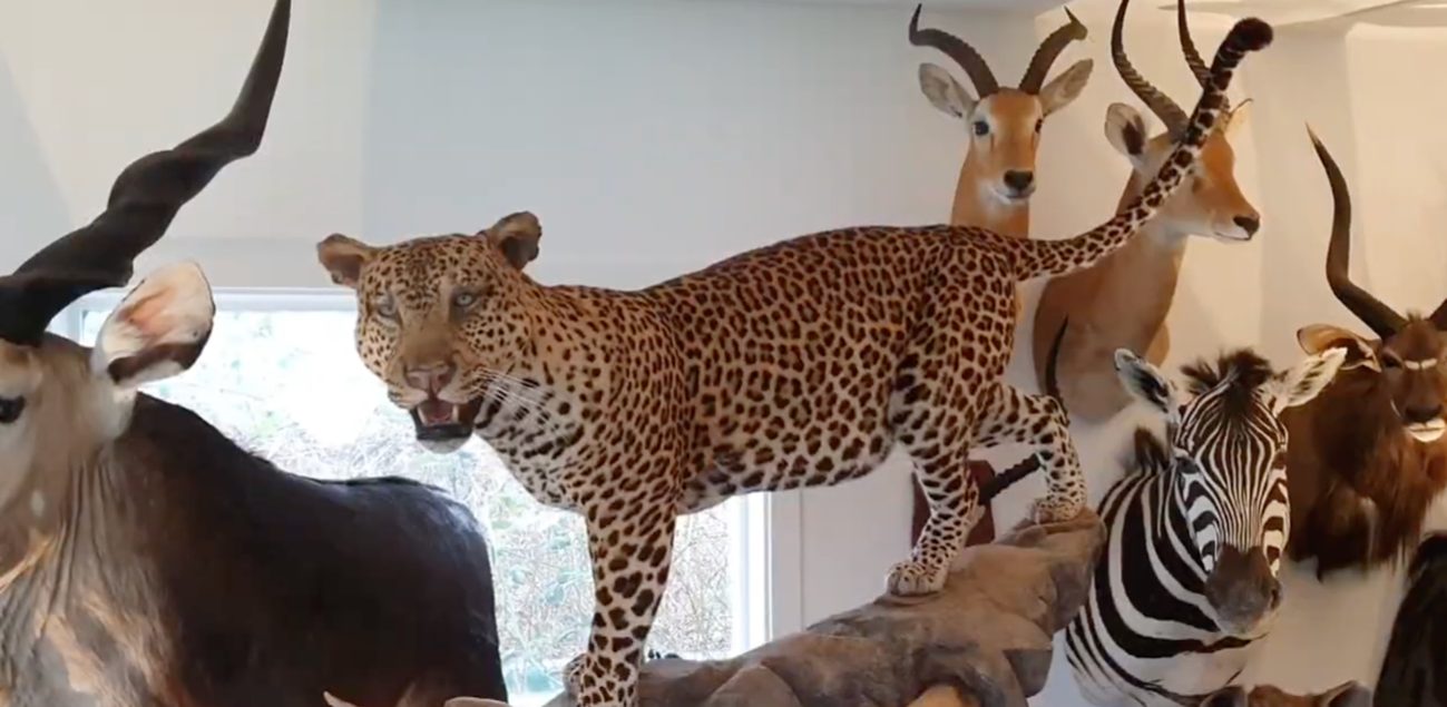 Animales exhibidos como trofeos