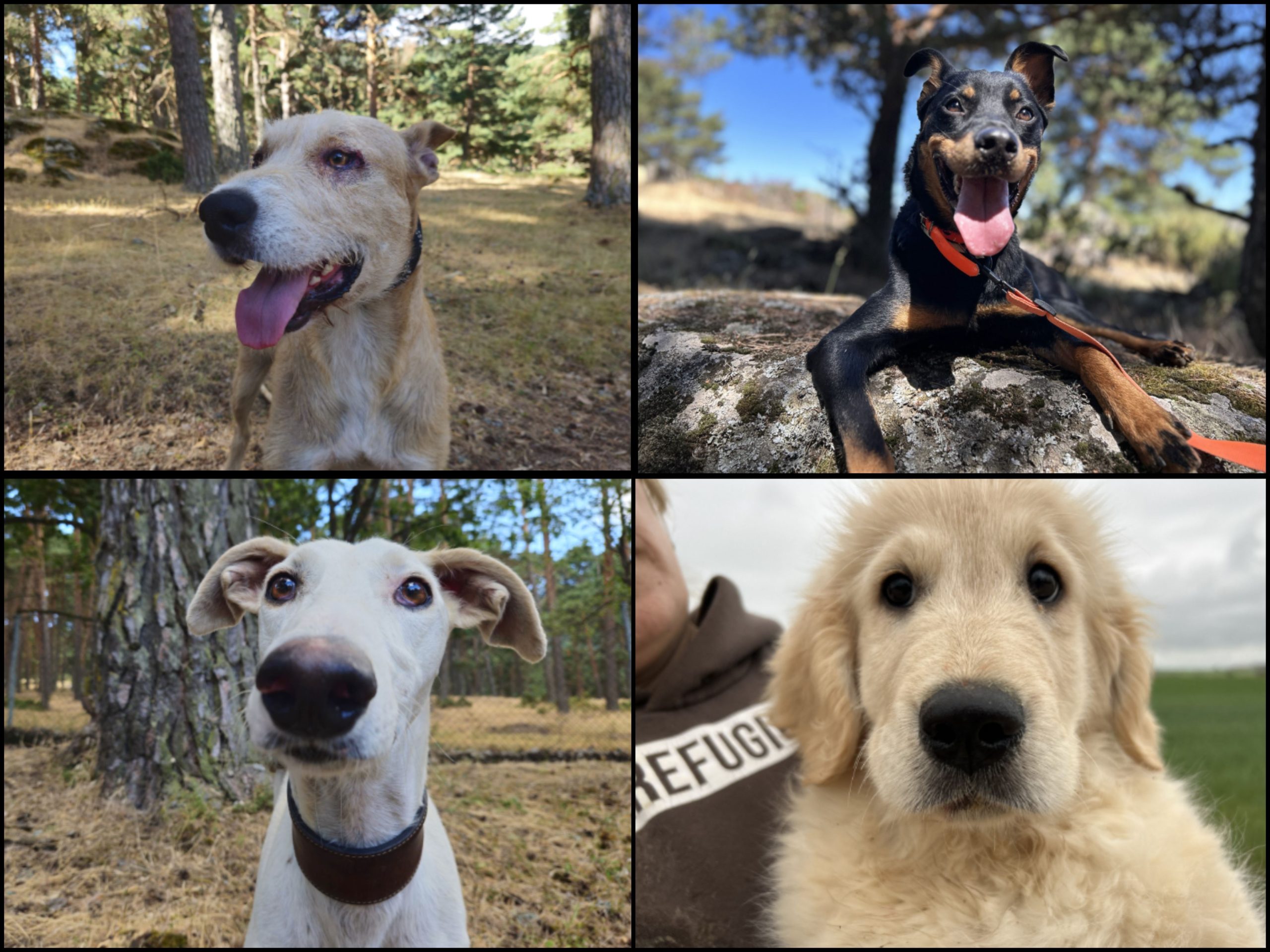 Reducir el IVA veterinario para incentivar la adopción: la innovadora campaña de la protectora El Refugio