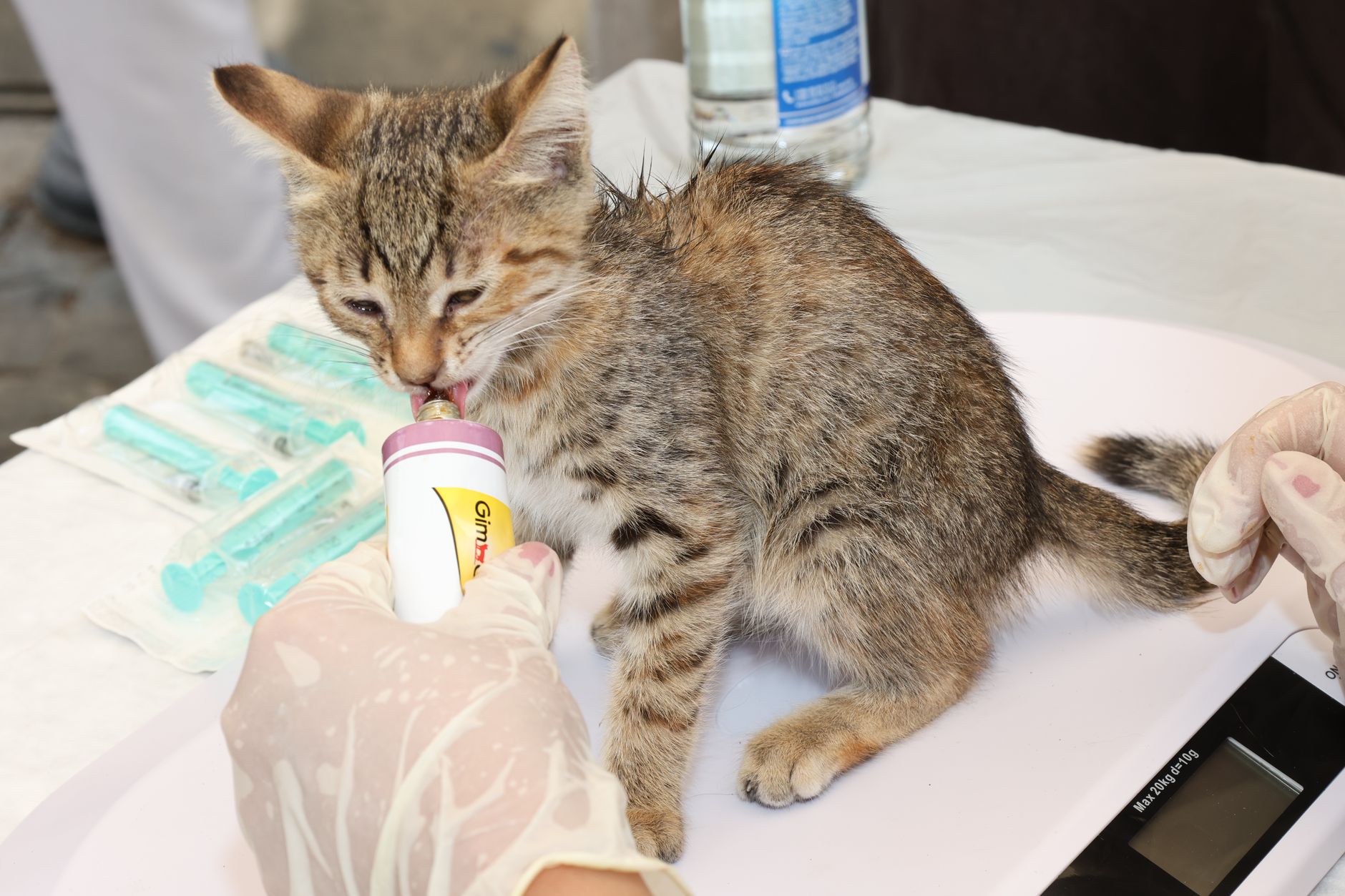 Una ILP busca eliminar las trabas a la dispensación de medicamentos veterinarios: firma antes del 10 de noviembre