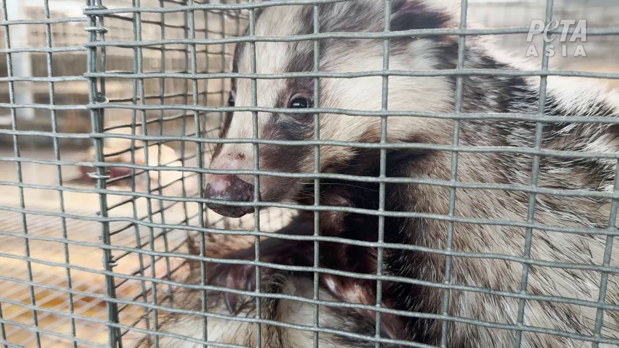 Maltrato extremo tras una brocha de maquillaje: PETA lanza su última investigación en granjas de tejones