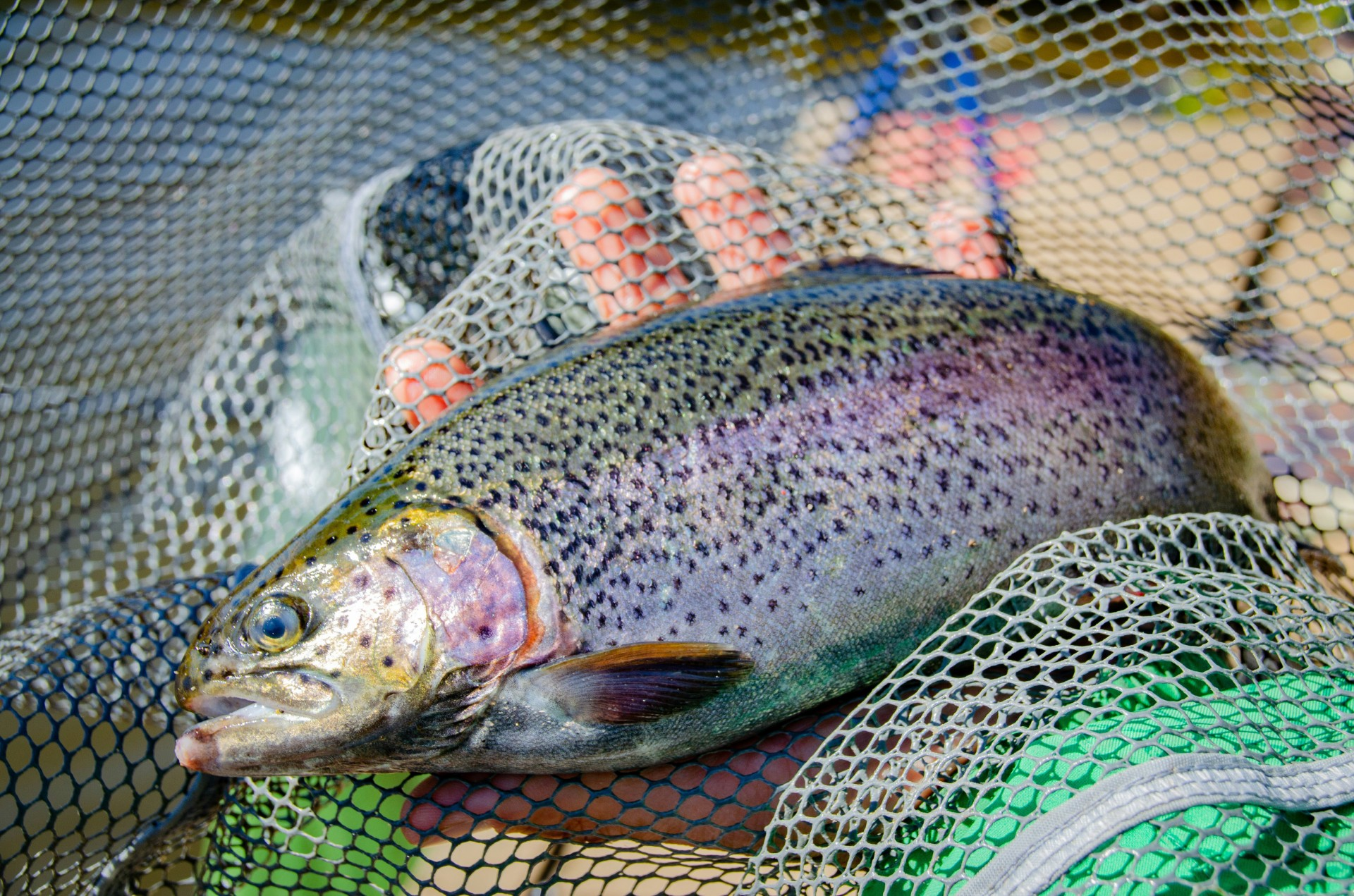 Carta abierta por el bienestar de los peces en la acuicultura europea