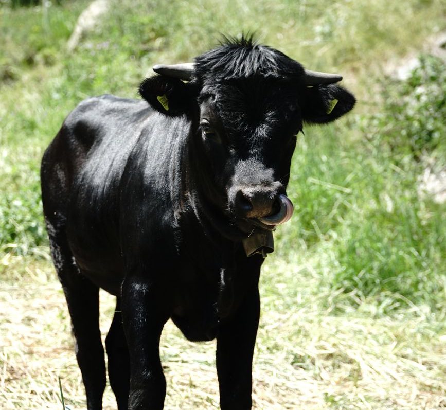 En paradero desconocido una vaquilla tras escapar de un encierro en un pueblo de Cuenca: entidades animalistas piden un santuario para ella