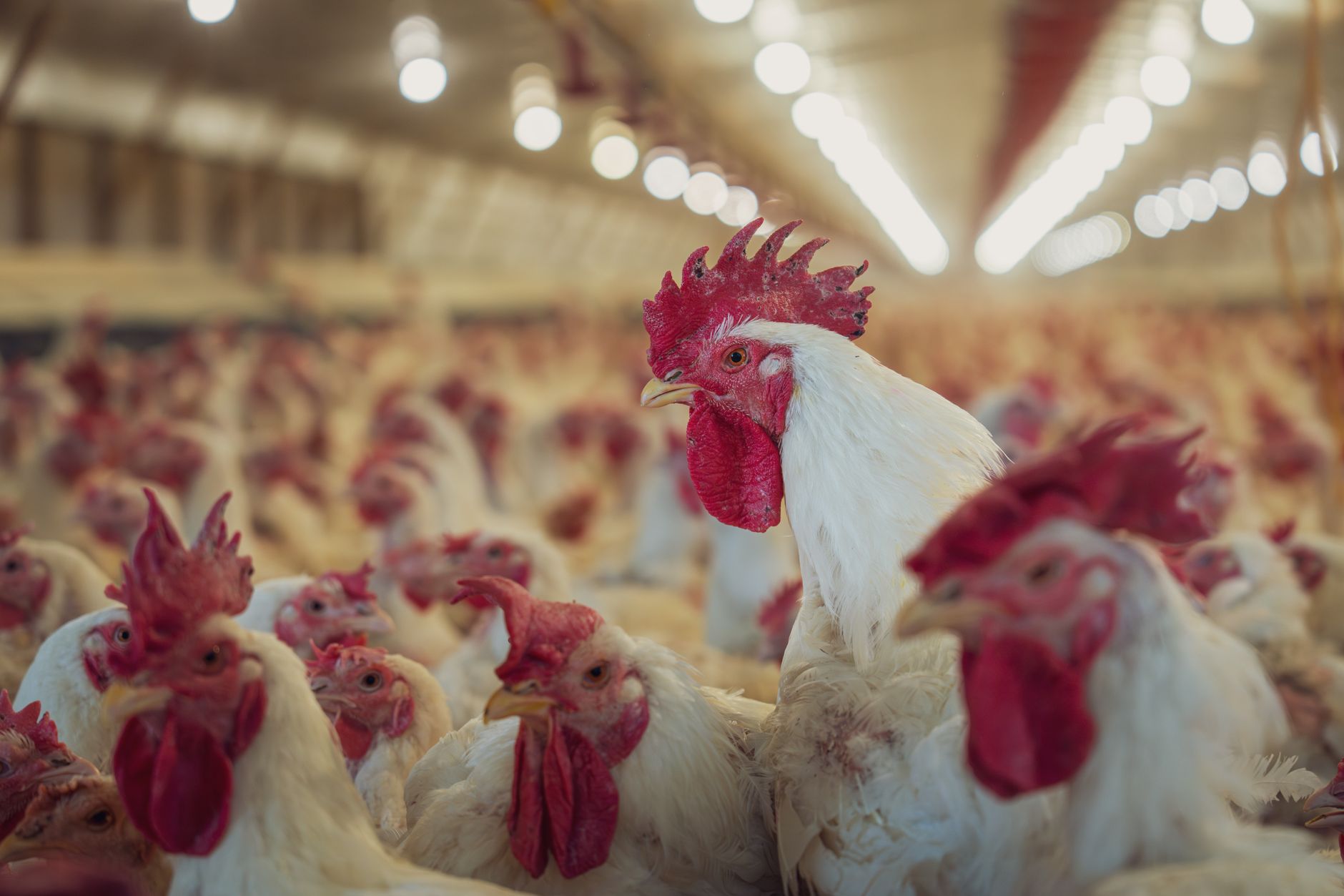 La ola de calor de junio mató a tres millones de pollos en granjas francesas