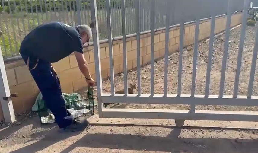 Campaña CER en La Pobla de Farnals (Valencia): más de una veintena de gatos esterilizados