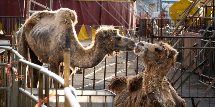 Camellos en un circo de Italia