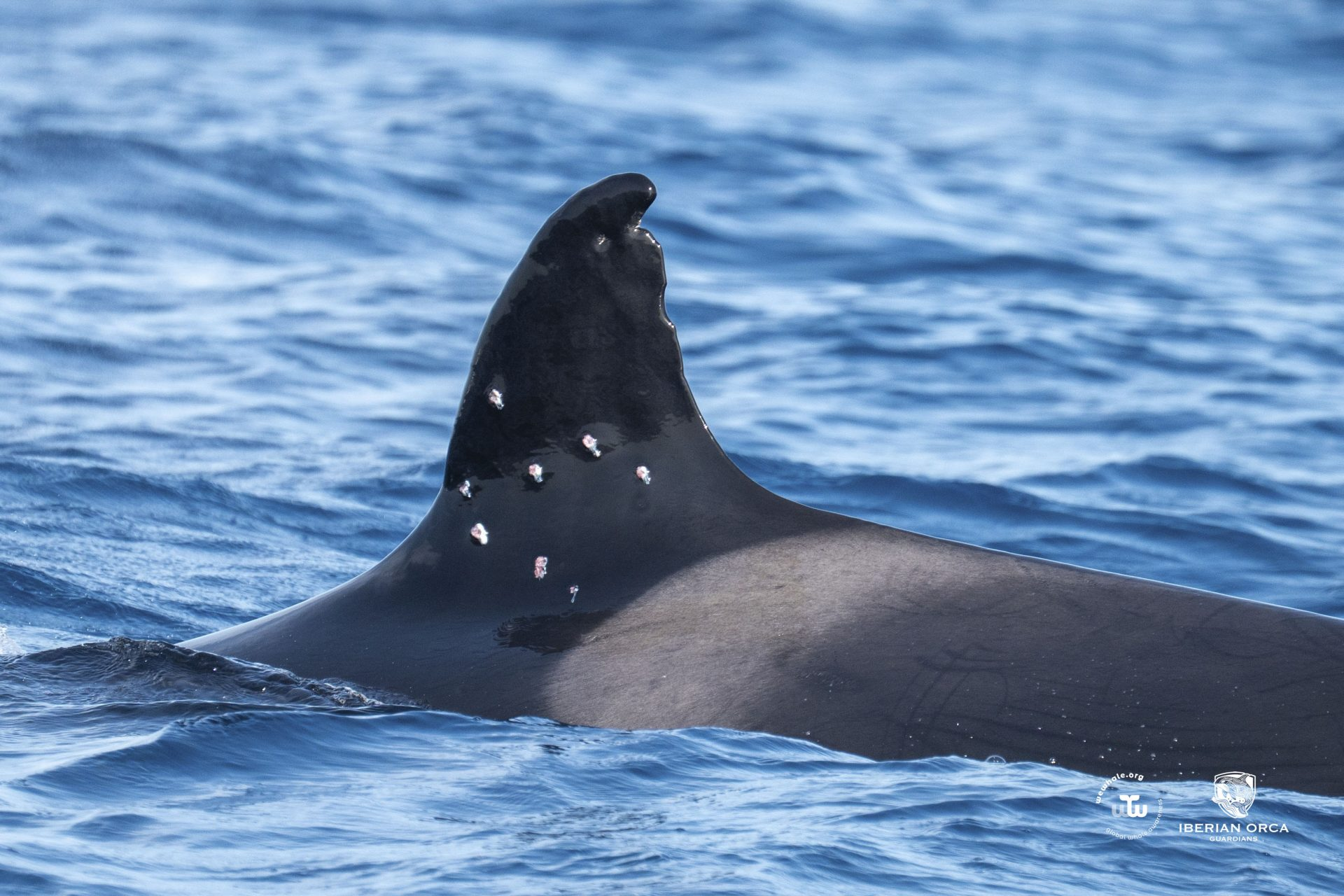 La orca Toñi con marcas compatibles con disparos de perdigones