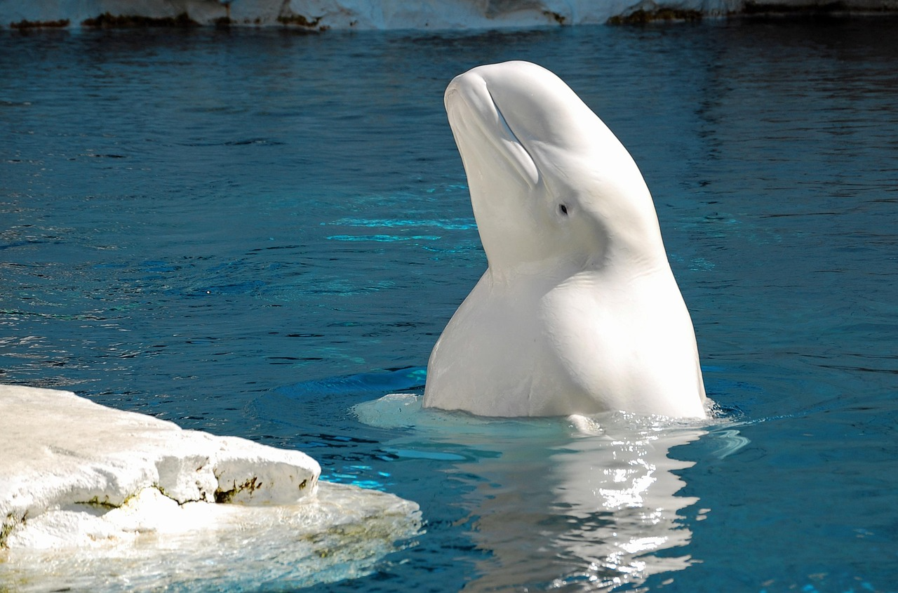 Una beluga en cautividad en un acuario
