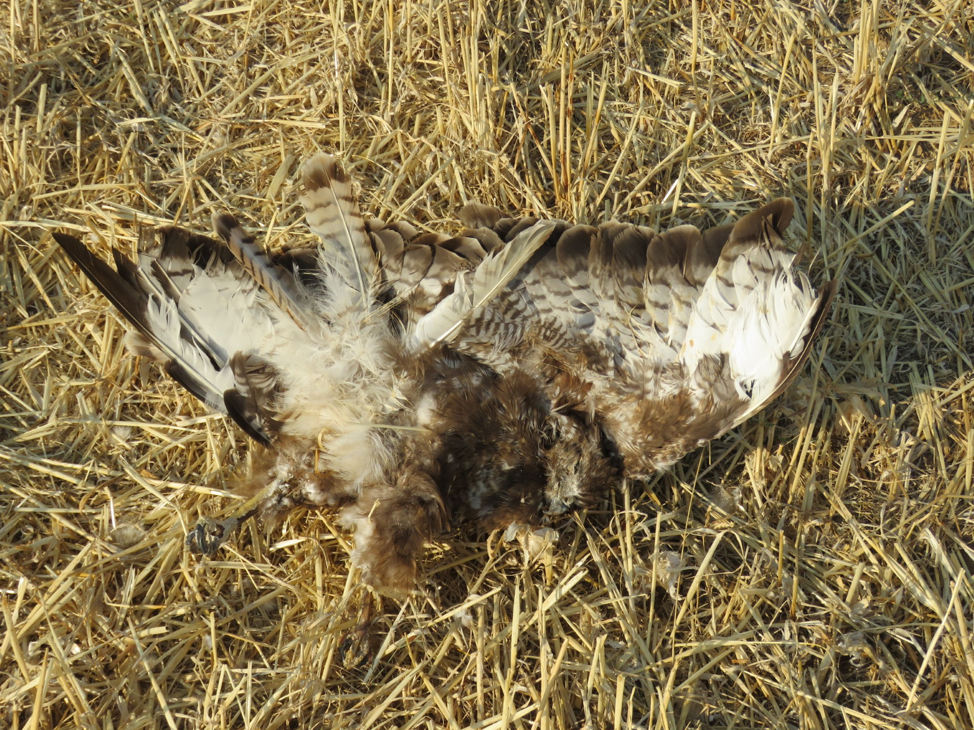 Denuncian la constante mortalidad de aves en un tendido eléctrico de Zamora