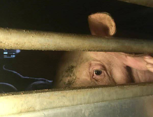 Activistas documentan la llegada de numerosos camiones de cerdos al matadero de Mercavalència