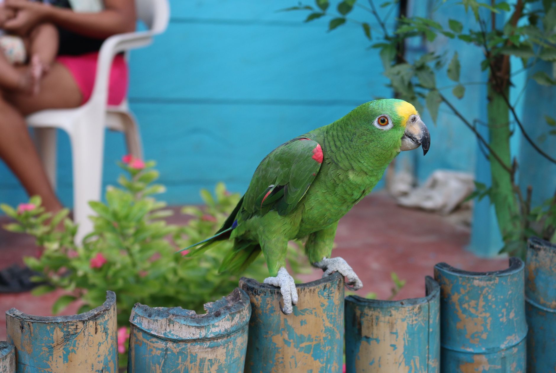 close up shot of a bird