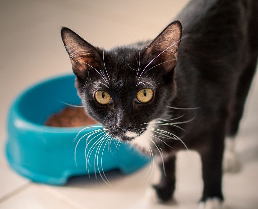 El mayor estudio sobre alimentación basada en plantas para gatos busca participantes