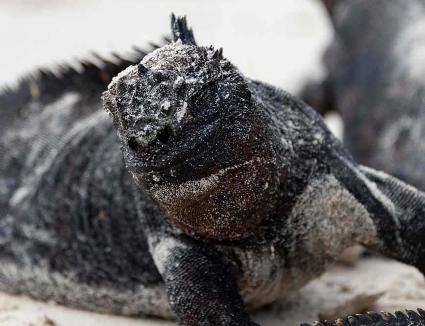 Incautan 32 iguanas en Ecuador a una mujer que trataba de sacarlas del país