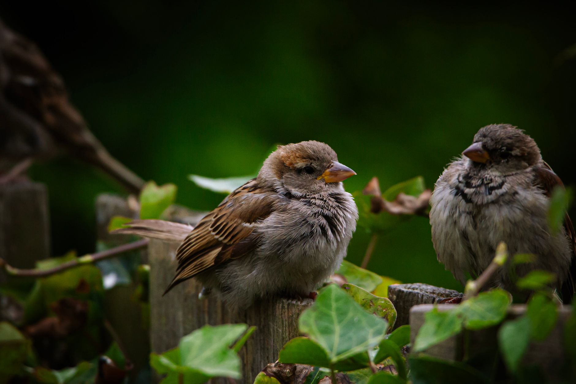Las políticas de conservación no llegarán a tiempo para frenar el declive de aves y mariposas en Europa