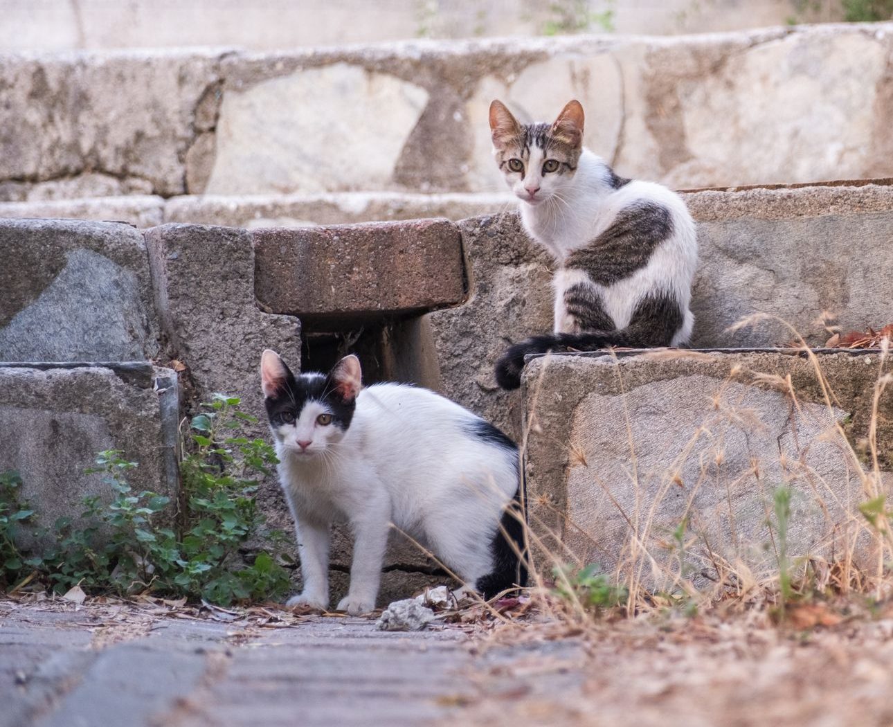 Dos gatos pequeños en una colonia felina