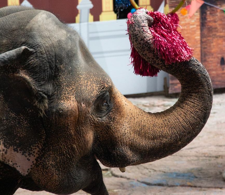 Hungría anuncia la prohibición de los circos con animales salvajes